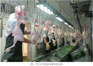 筑牢安全防线 守护“舌尖”健康——广东全面开展动物防疫“消毒灭原日”活动，重点强化屠宰设备清洁消毒